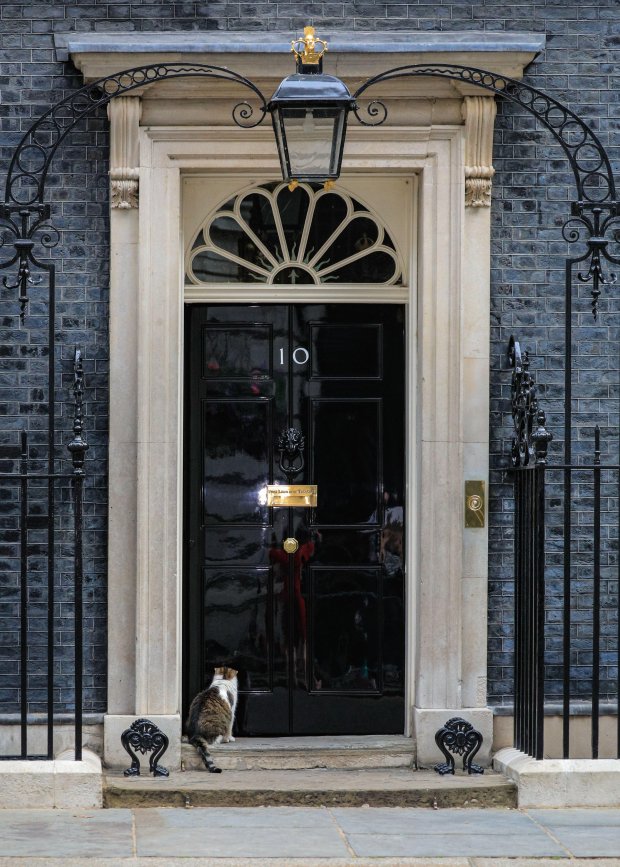 Larry the Cat, chief mouser at 10 Downing Street, sits outside the building.