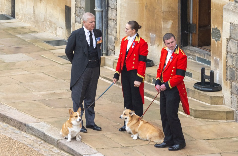 Prince Andrew with two corgis at Windsor Castle.