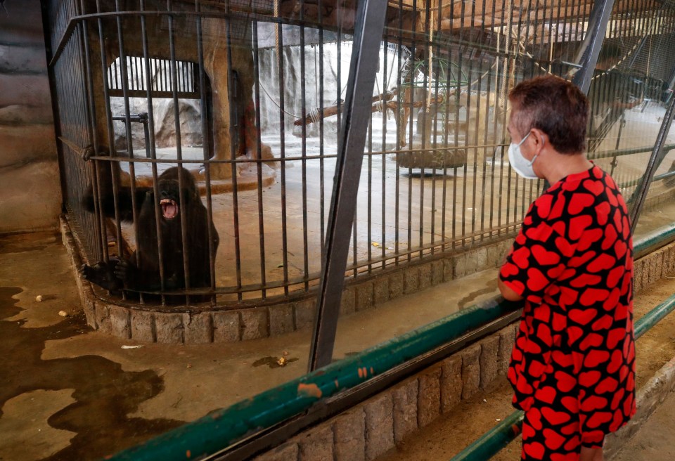 Her enclosure where visitors can watch on from a distance