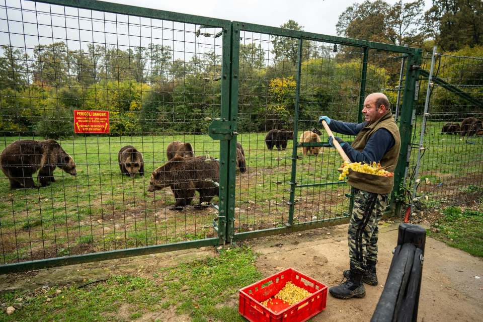 A keeper throwing food to bears in Bucharest, Romania