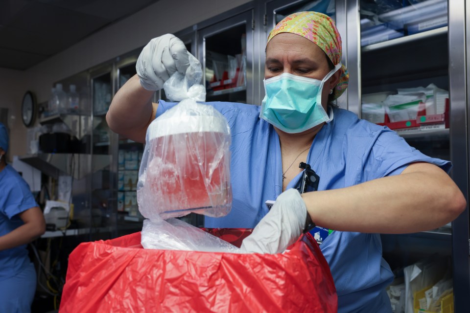 A nurse in scrubs disposes of a pig kidney in a red biohazard bag.