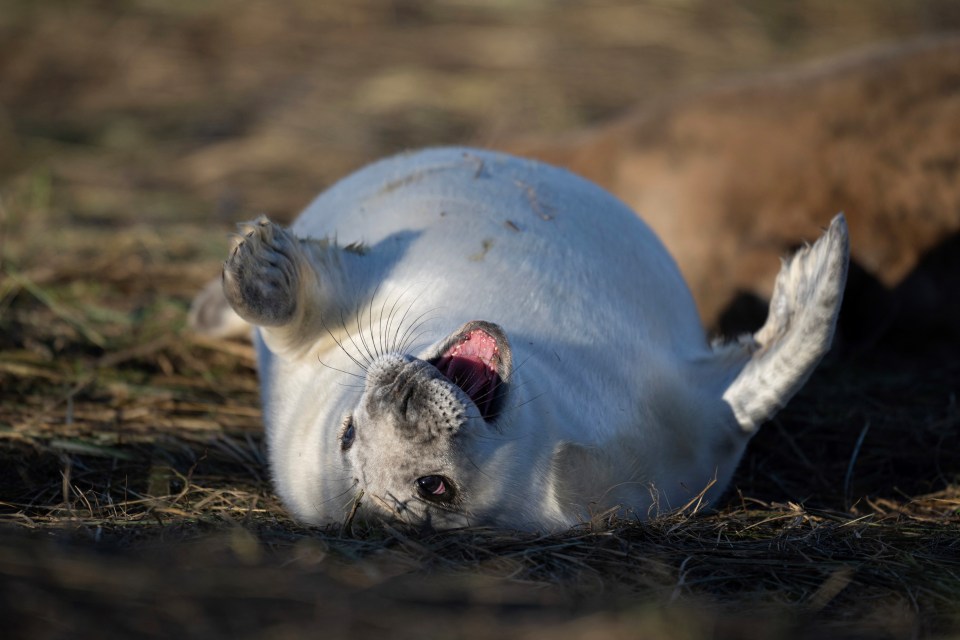 North of Mablethorpe, Donna Nook is one of the UK’s largest grey seal colonies