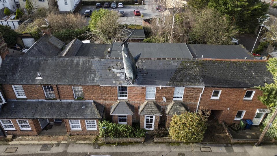 The 25ft great white shark sticks out of the top of the roof