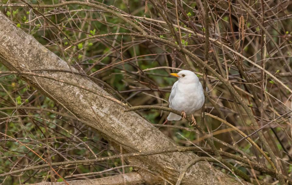 Leucistic blackbirds are incredibly rare to spot