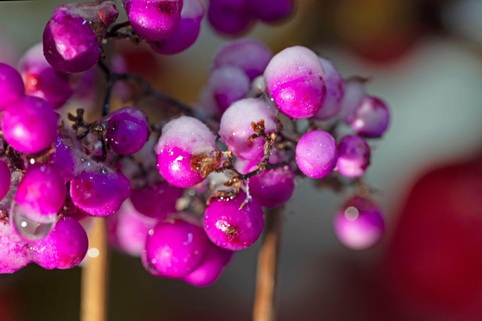 Bring the disco to your yard with the bright purple berries.