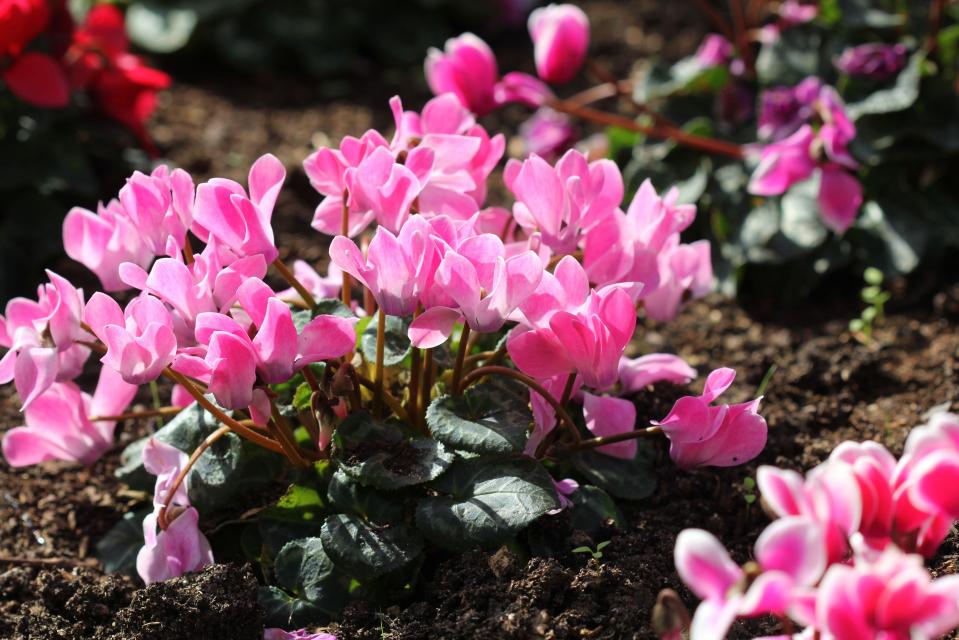 Pink cyclamen is a no brainer to bring bright colour to your garden