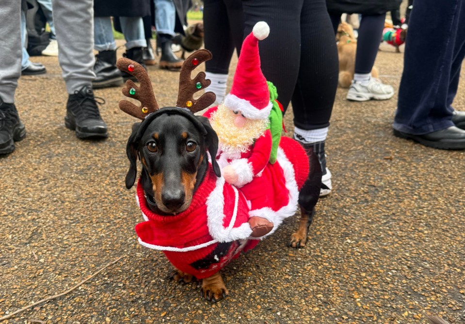 Stylish doggie Alan, dressed in a Santa costume