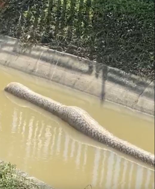 Two days after it was originally filmed, the snake appeared to be dead