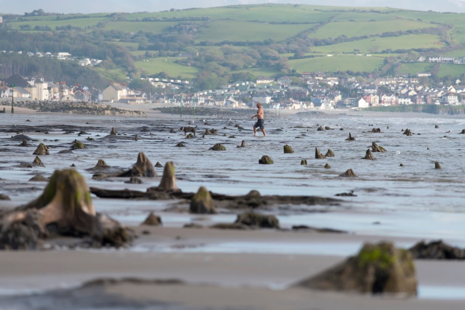 In 2014, storms revealed a sunken Bronze Age woodland at Borth Beach, with oak trees dating back 6,000 years.