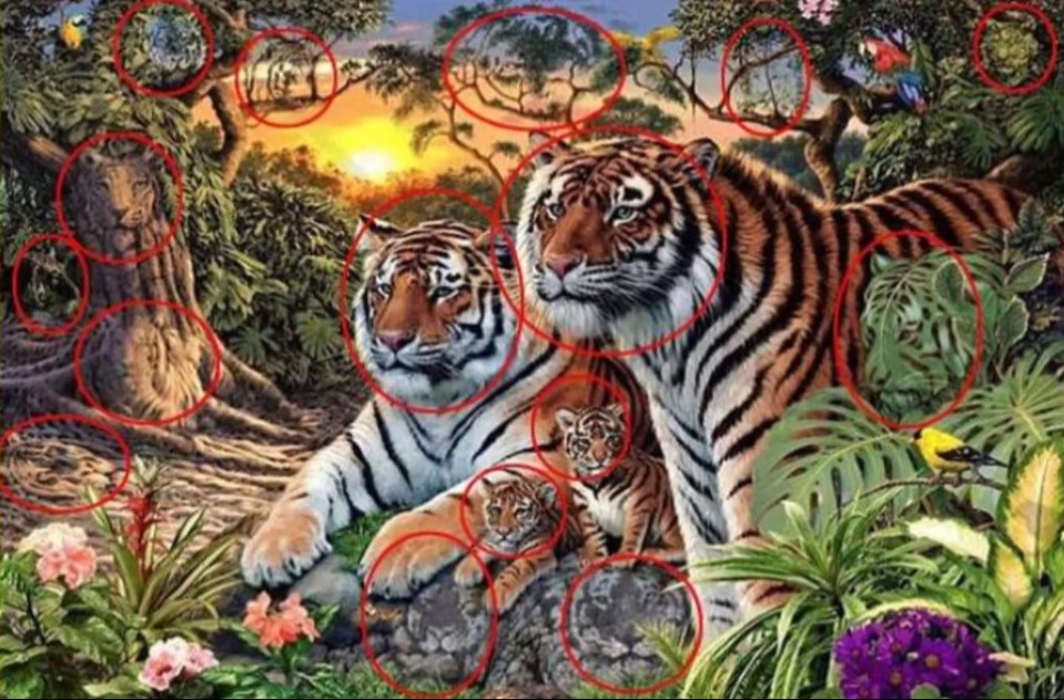 How many of the 16 tigers did you find?