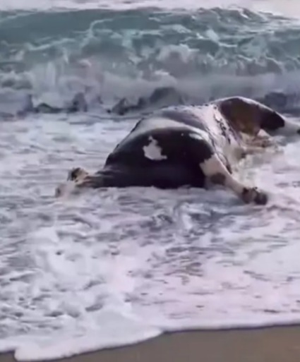 Footage caught sea waves hitting the farm animal as it lay dead in the shallows