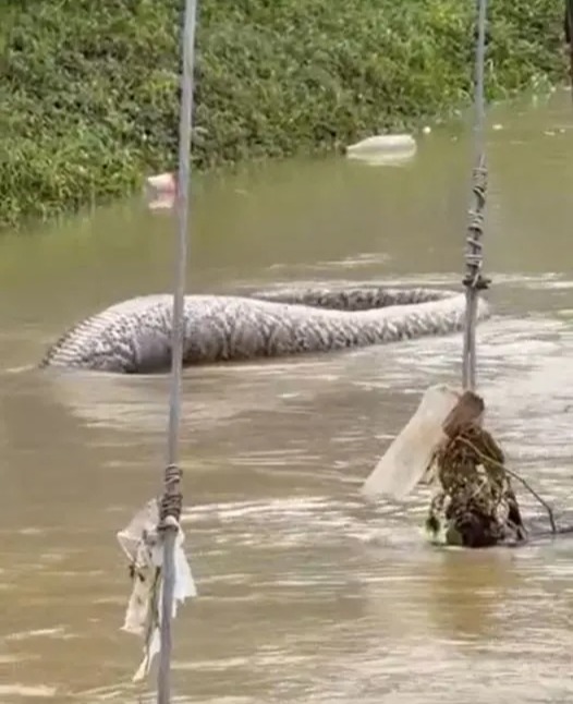 The massive snake was spotted on a flooded street in the Pattani province of southern Thailand