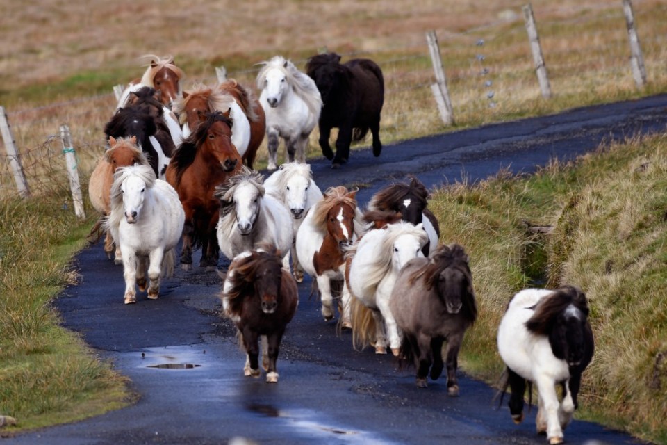 FOULA, SCOTLAND - OCTOBER 01:  Ponies run free on the Island of Foula on October 1, 2016 in Foula, Scotland. Foula is the remotest inhabited island in Great Britain with a current population of thirty people and has been owned since the turn of the 20th century by the Holbourn family.  (Photo by Jeff J Mitchell/Getty Images)