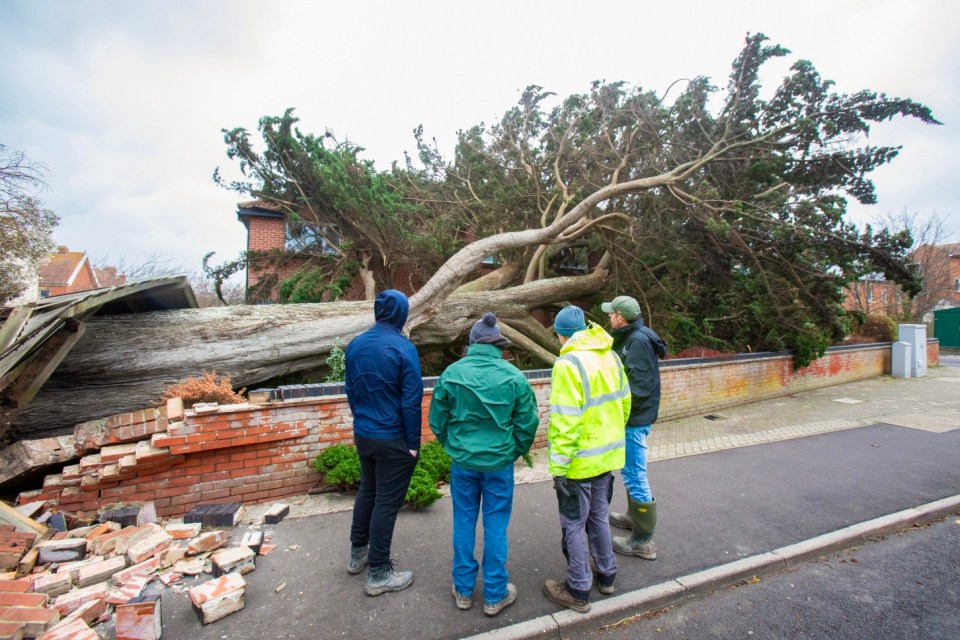 epa11761827 A group of people stands near a tree, blown over in Storm Darragh on Oxford Street in Burnham-on-Sea, Britain, 07 December 2024. The Met Office has issued a red weather warning as Storm Darragh hits the south west of the UK with 'damaging winds', with gusts of 90mph possible. EPA/JON ROWLEY