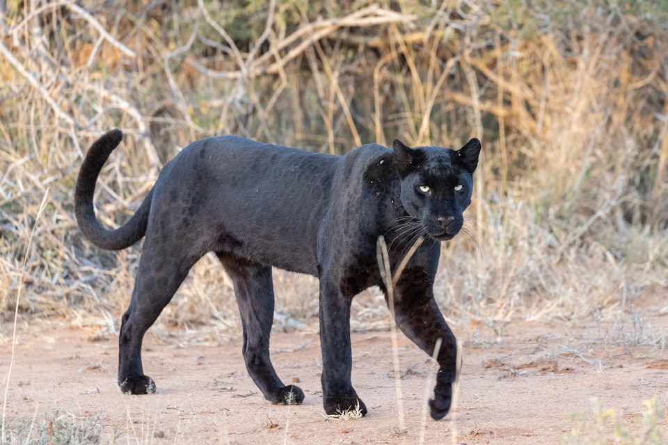 Big cats could be among us in the UK according to scientists