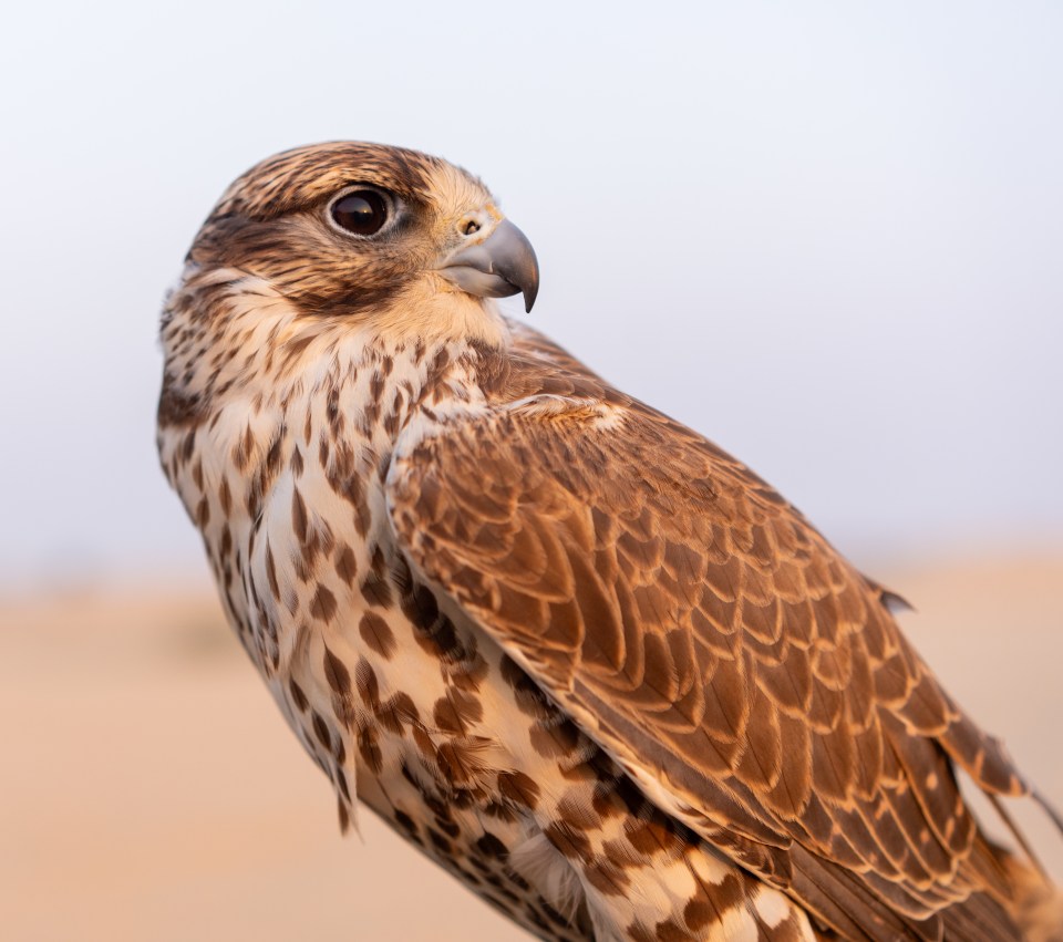 Majestic falcons are the stars of the show