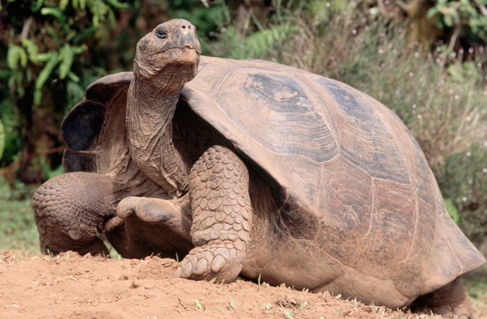 Sean helps a reader who wonders when to hibernate their tortoise