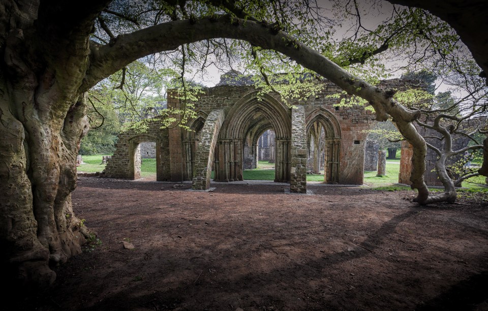 Ruins of Margam Abbey in a park, overgrown with a large tree.