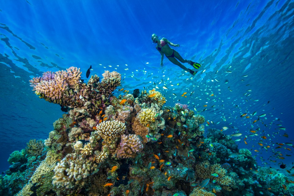 Red Sea is popular for snorkelling and diving