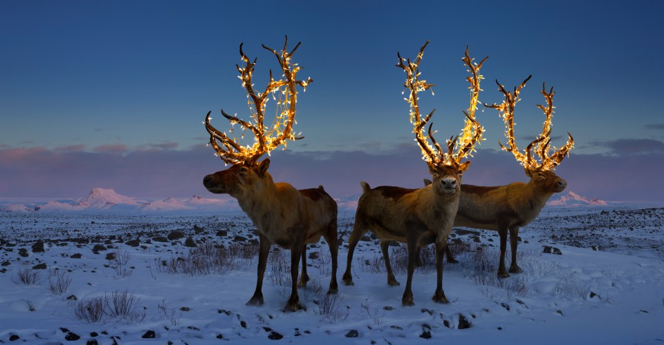 The experts recommended avoiding glitter or oats in your ‘reindeer food’ this Christmas (stock image)