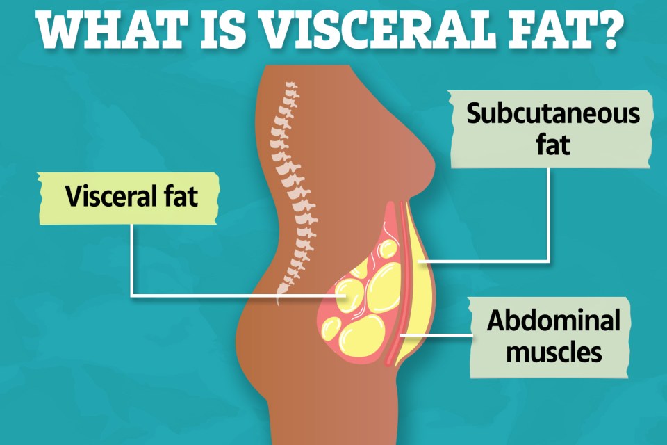 Visceral fat is layer of blubber surrounding the organs, compared to subcutaneous fat that sits under the skin