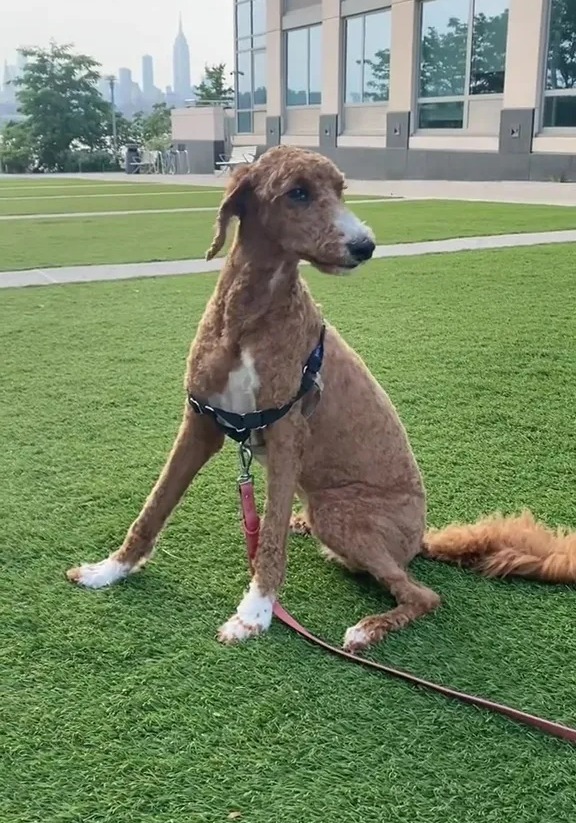 Joyce was gobsmacked at her furry friend's new look and many claimed that he had 'changed breed' after his visit to the groomer