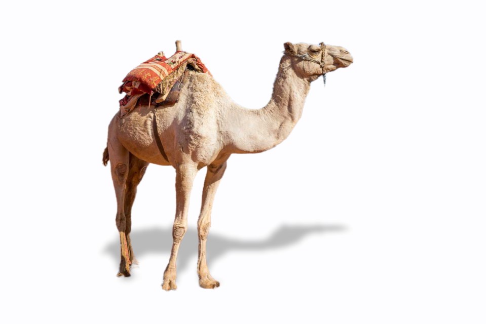 The Urban Wilderness Festival on December 14, from 11am to 5pm, is bringing an 'Arabian Nights twist to Christmas in Stoke-on-Trent, complete with a real camel