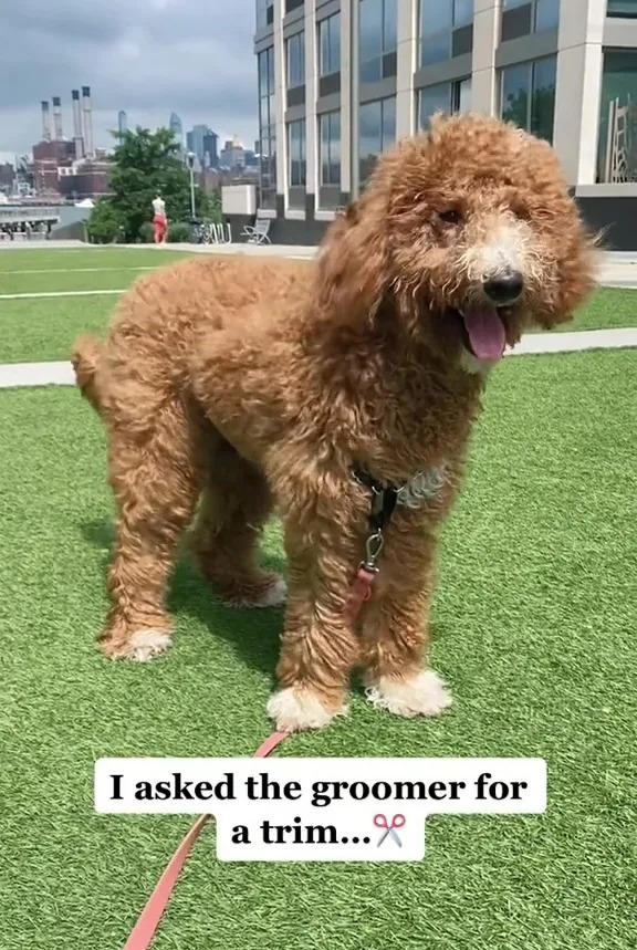 A dog owner took her pooch for a haircut, but people are convinced she collected the wrong pet after his unrecognisable trim