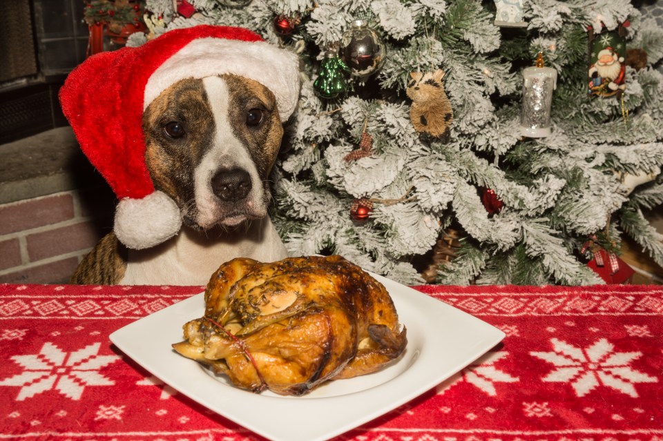 Christmas leftovers could be harmful to your pet