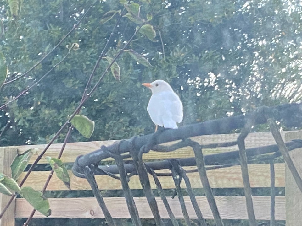 The rare leucistic blackbird in Andy's garden