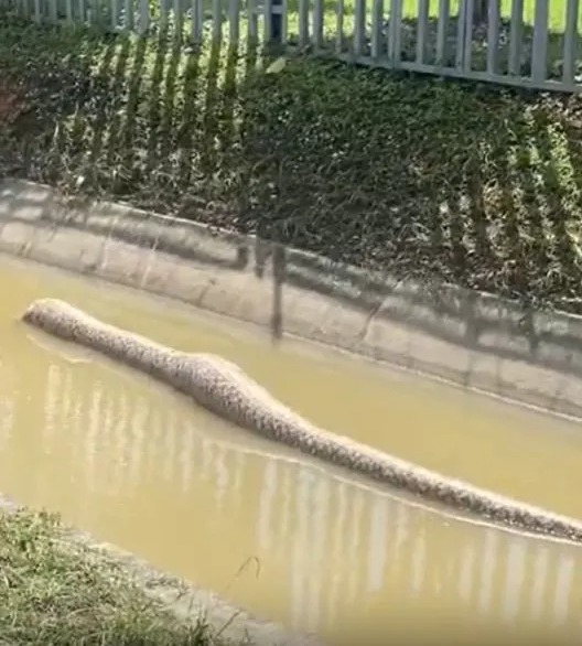 At least the snake seemed to have had a decent final meal