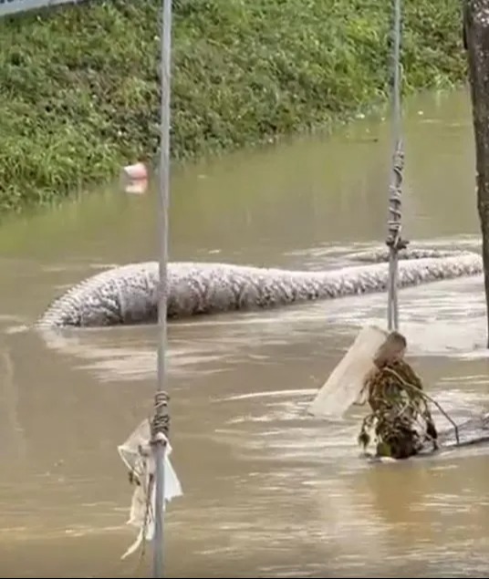 The serpent’s head was never caught on camera – just its big bloated body