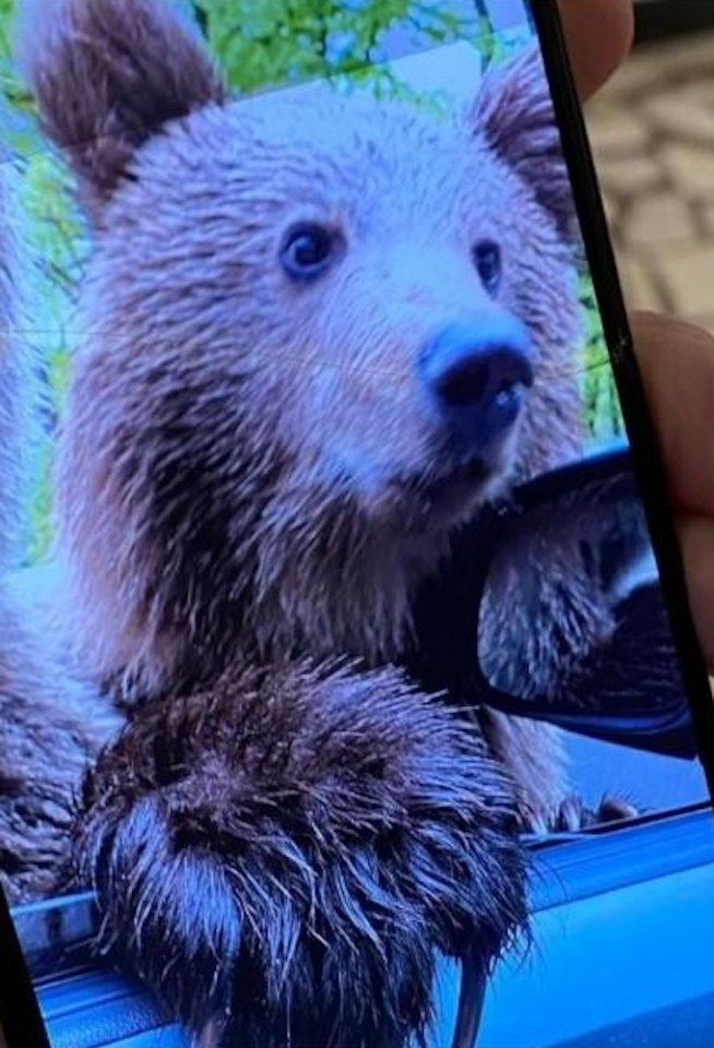 A 72-year-old Brit tourist took a picture of a bear before being attacked in her car in Romania