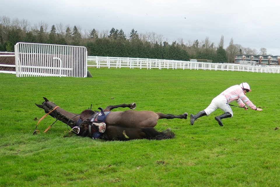 A jockey falls as his horse falls on the racetrack.