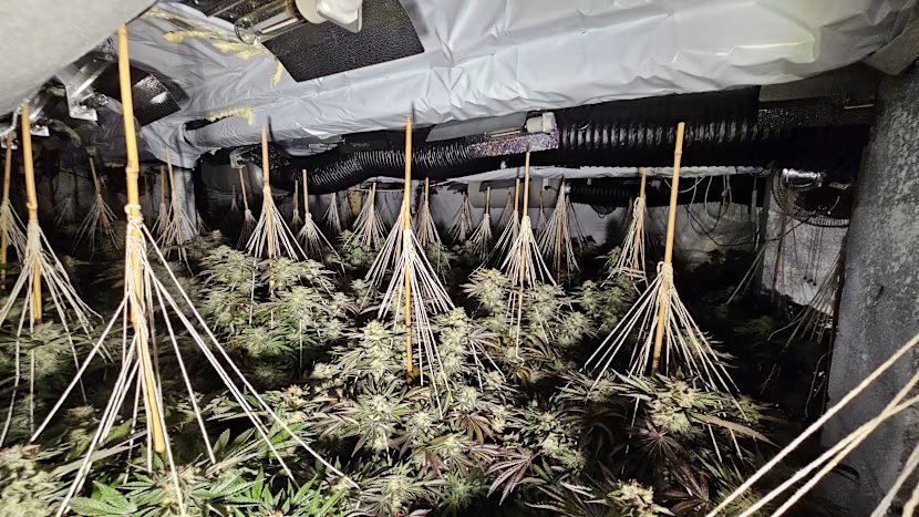 Police busted a record £2.6 million cannabis farm in the town last year