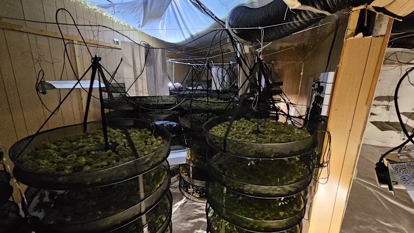 The cannabis farm bust was the biggest single seizure in West Yorkshire Police's history