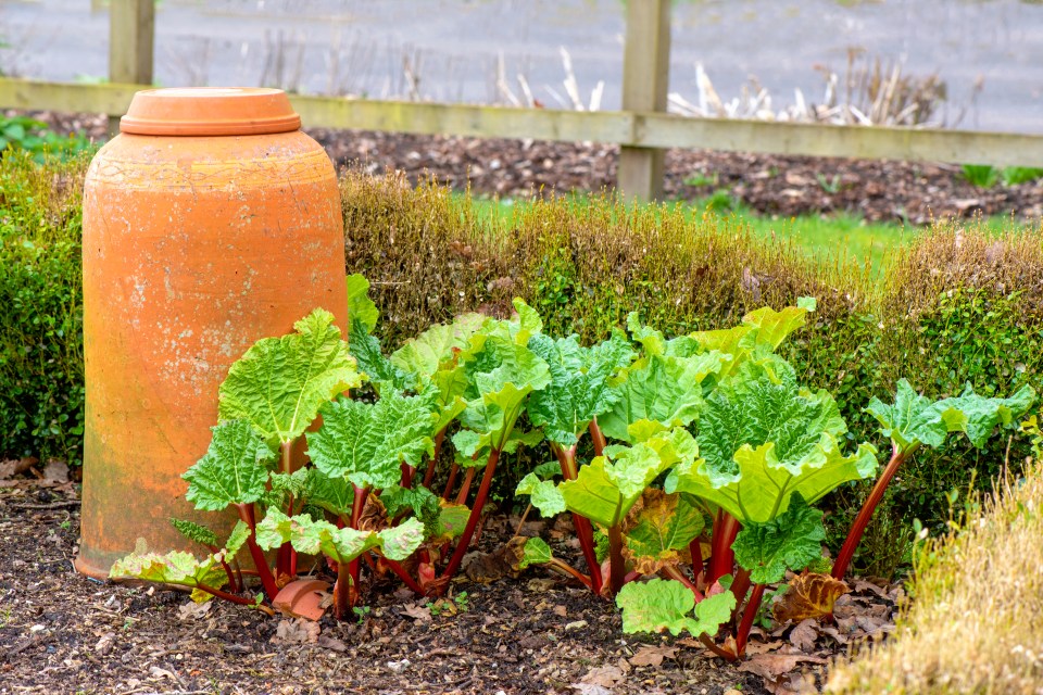 Mix Rhubarb in with your regular border plants to keep with the 2025 trend.