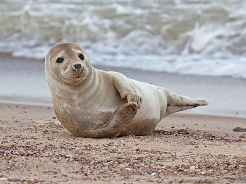 Seal the festive deal with a trip to Horsey Beach