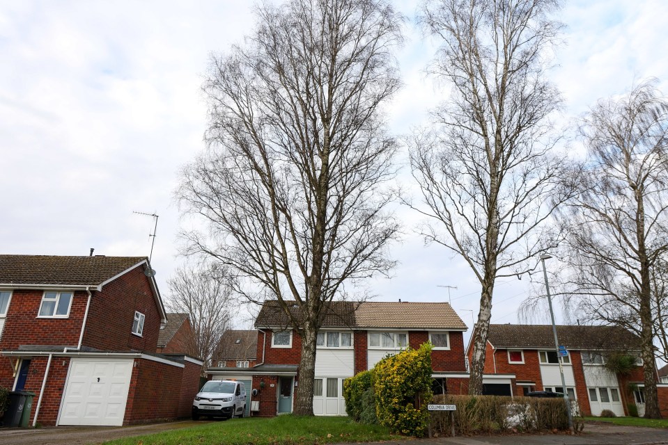 They fear that the tree could fall and damage homes and cars