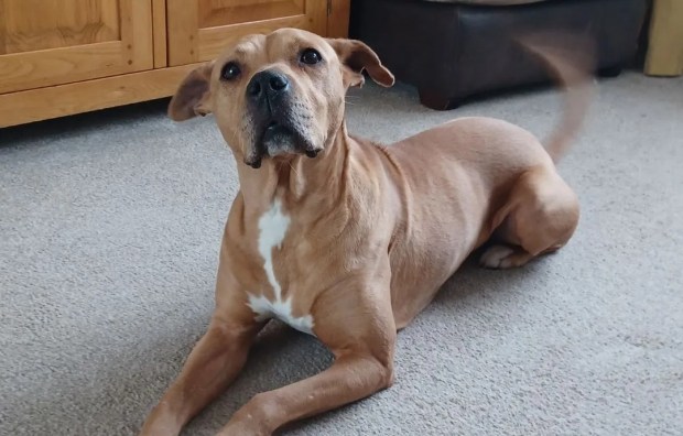 Recovered dog lying on carpet.