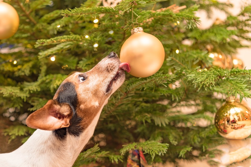 When it comes to causing the most carnage at Christmas, beagles and golden retrievers are worst, a Paws and Claws survey reveals