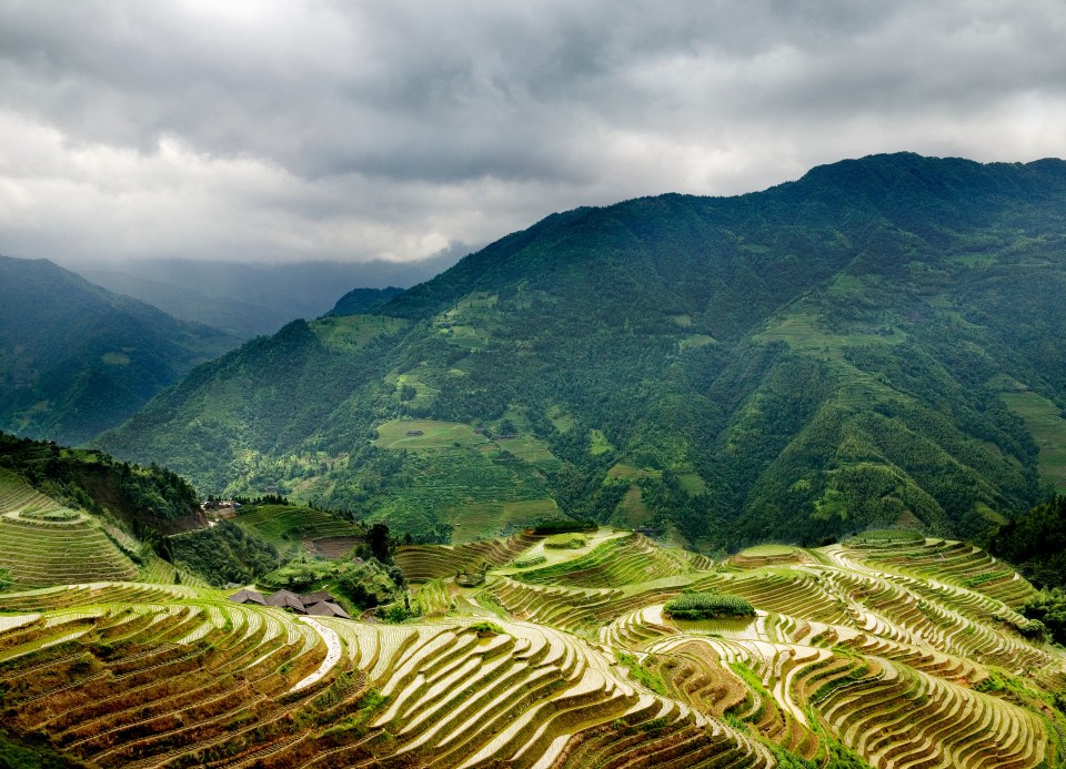 Rice fields in the modern-day Guangxi region, China