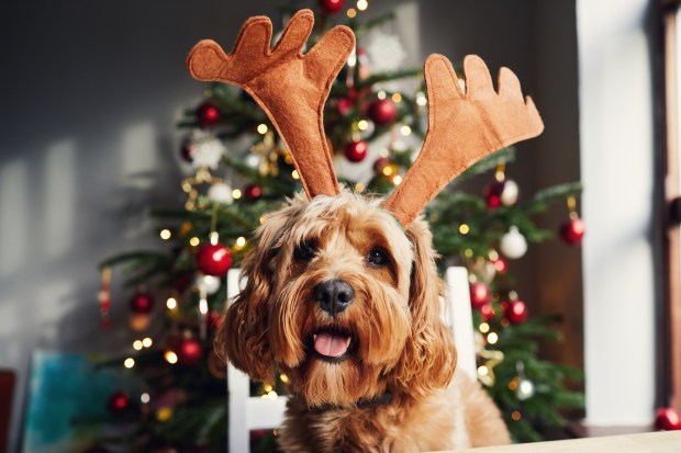 A dog wearing reindeer antlers in front of a Christmas tree.