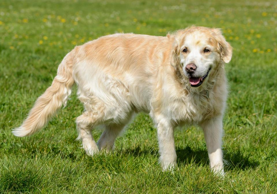 Sean helps a reader whose lab needs dental work