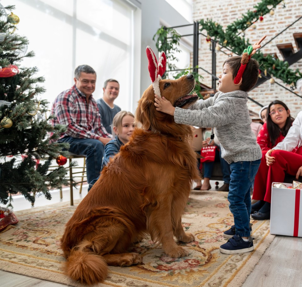 A young boy puts reindeer antlers on a Golden Retriever during a family Christmas celebration.