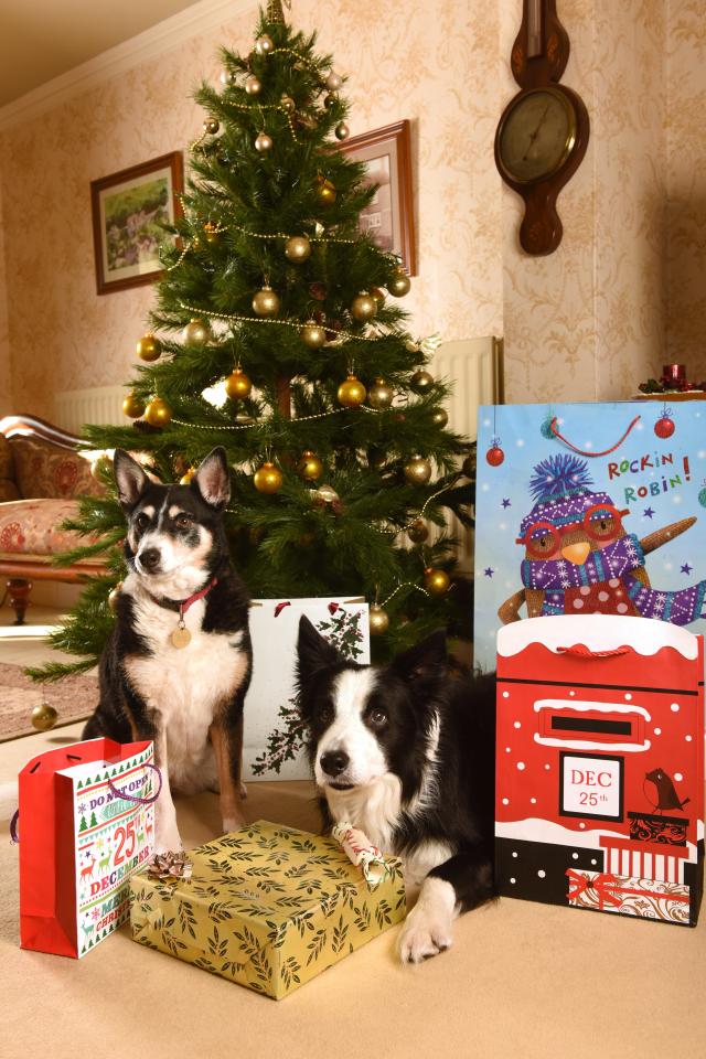 Be careful with where you store your Christmas presents, as some dogs have a tendency to rip them open if left unsupervised