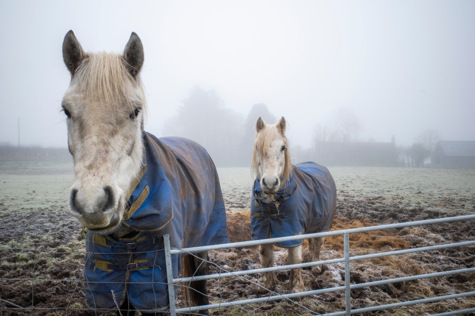 Two horses wrapped up against the cold