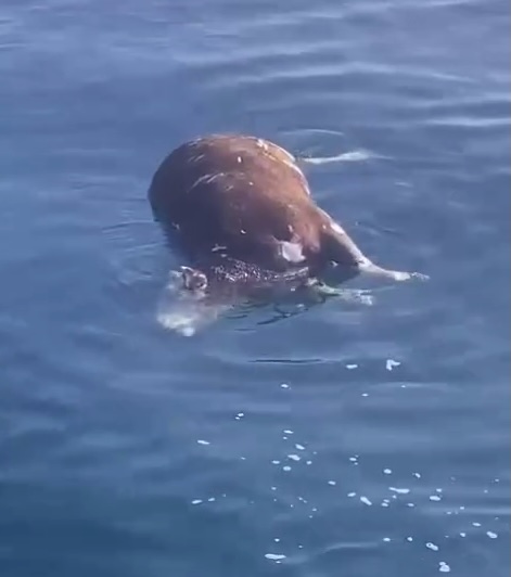 The cow’s body ballooned due to the build-up of gases after the animal died