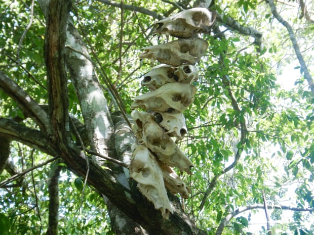 The Massaco are unusual in the Amazon because they stack animal skulls onto poles