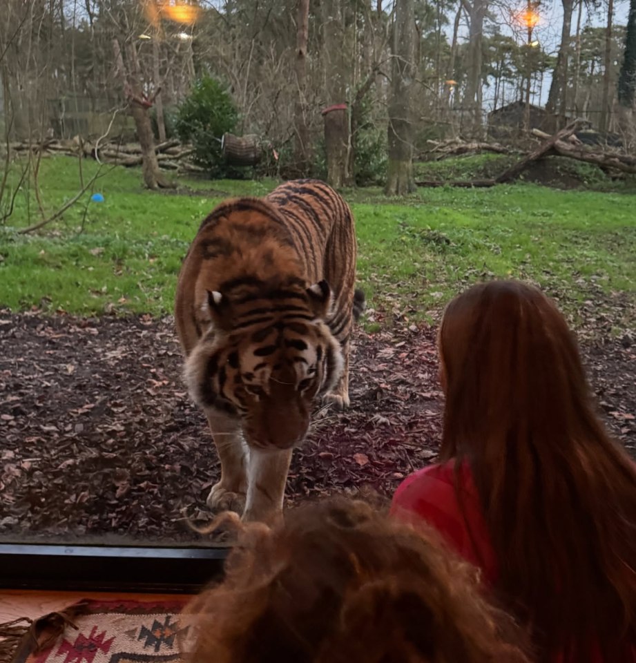 The tigers were curious about the visitors